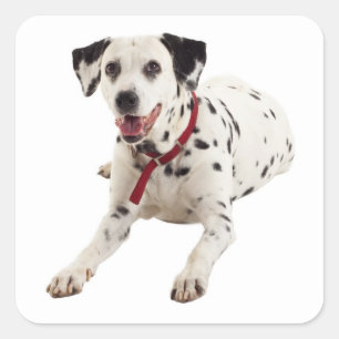 Dalmatische Puppy Hondengroet Stickers / labels