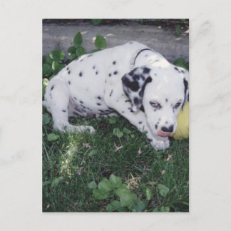 Dalmatische Puppy met een bal Briefkaart