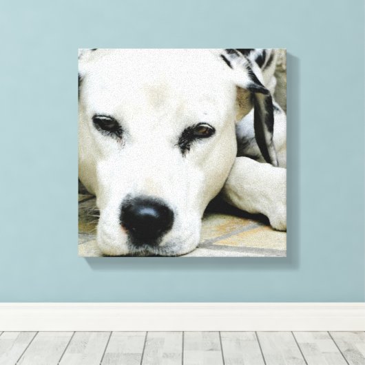 Dalmatische rustende canvas Print (Insitu (Houten vloer))