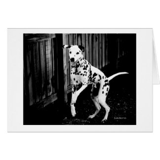 Dalmatische speelkaart