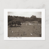 Dalseong Park, Daegu, carte postale de Corée du Su (Devant)