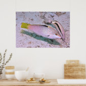 dambordwrasse poster (Keuken)
