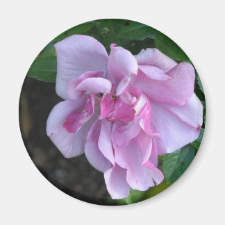 dame 092 magneet