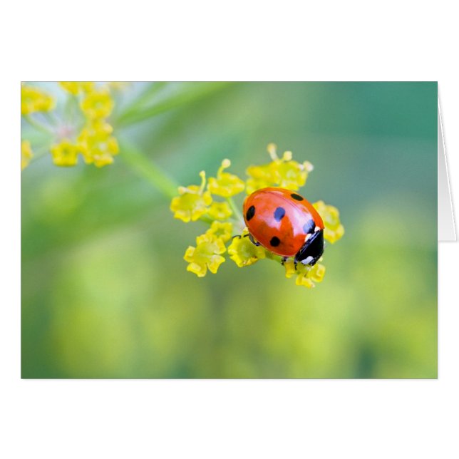 dame bovenaan (Voorkant Horizontaal)