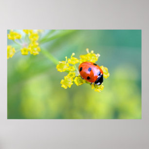 dame bovenaan poster