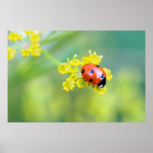 dame bovenaan poster (Voorkant)