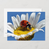 Dame bug in madeliefje briefkaart (Voorkant / Achterkant)