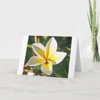 Dame Bug met wenskaart Plumeria Kaart