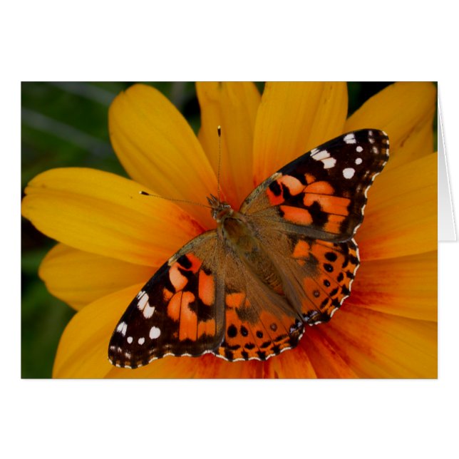 Dame Butterfly (Voorkant Horizontaal)