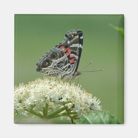 Dame Butterfly Magneet (Voorkant)