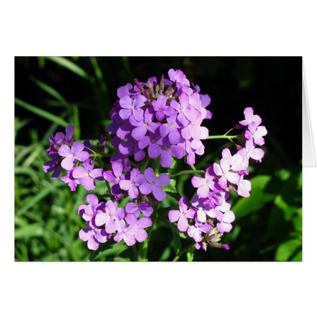 Dame's Rocket (Voorkant Horizontaal)