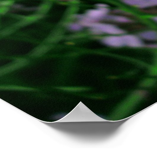 Dame's Rocket Flower Poster (Hoek)