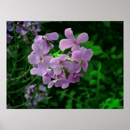 Dame's Rocket Flower Poster (Voorkant)