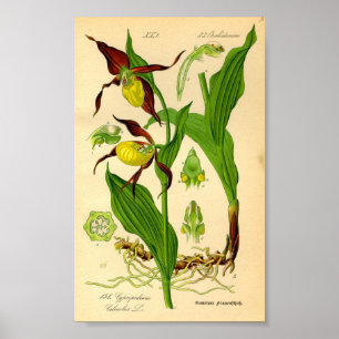 Dame's Slipper Orchid (Cypripedium calceolus) Poster