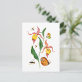 Dame's slipper orchidee -  botanische kunst - briefkaart (Staand voorkant)