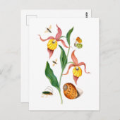 Dame's slipper orchidee -  botanische kunst - briefkaart (Voorkant / Achterkant)