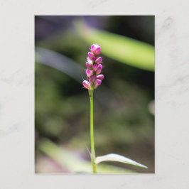 Dame's Thumb Roze Wildflower Briefkaart