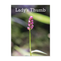 Dame's Thumb Roze Wildflower Briefkaart