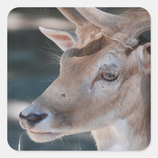 damherten Stickers (Voorkant)