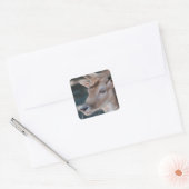 damherten Stickers (Envelop)