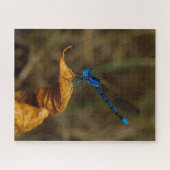 Damsel Fly Jigsaw Puzzle (Horizontal)