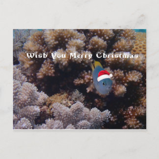 Damselfish Briefkaart