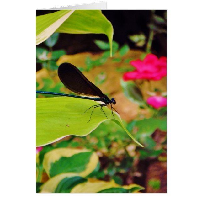 Damselfly en Roos (Voorkant)