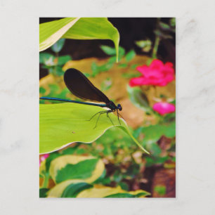 Damselfly en Roos Briefkaart