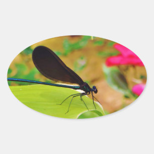 Damselfly en Roos Ovale Sticker