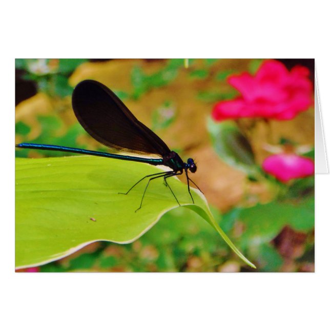 Damselfly et Rose (Devant horizontal)