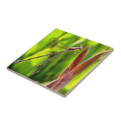 Damselfly gebalanceerd op een blokkop tegeltje (Zijkant)