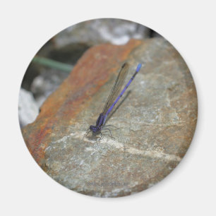 Damselfly Natuur Fotografiemagnet Magneet