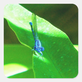 Damselfly Vierkante Sticker