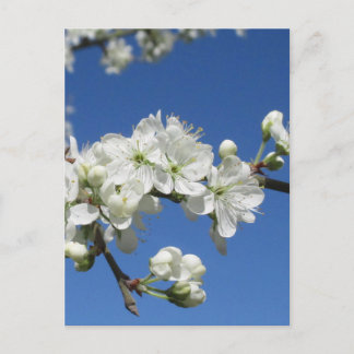 Damson Bloesem Briefkaart