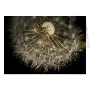 Dan D de Kaart van de Leeuw