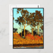 Dana Point Briefkaart (Voorkant / Achterkant)