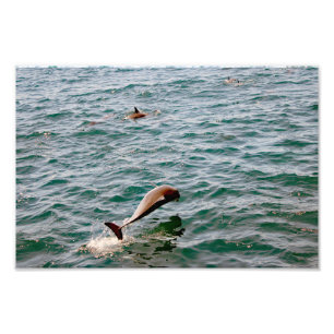 Dana Point Foto Afdruk