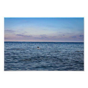 Dana Point Foto Afdruk