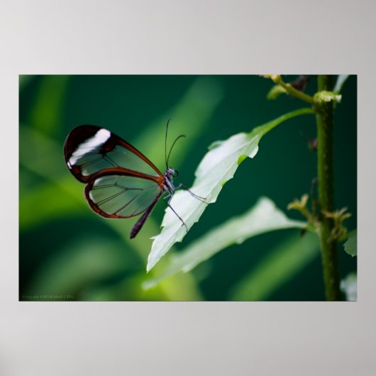 Dana Print (Voorkant)