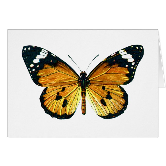 Danaus chrysippus butterfly (Voorkant Horizontaal)