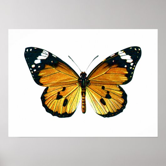 Danaus chrysippus butterfly poster (Voorkant)
