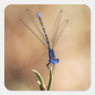 Dance of the damselfly vierkante sticker