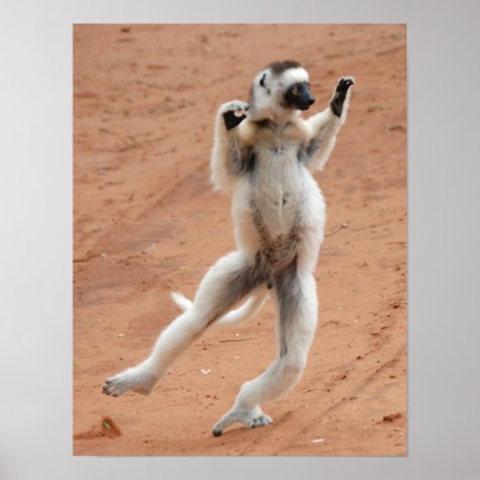 Dancing Sifaka Lemur Poster (Voorkant)