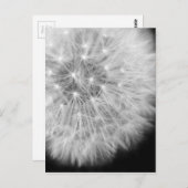 Dandalion Briefkaart (Voorkant / Achterkant)