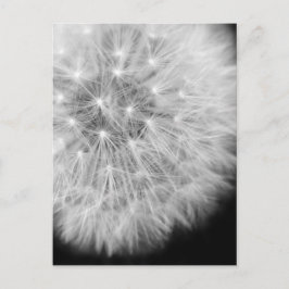 Dandalion Briefkaart