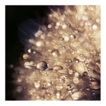 Dandalion Seeds met druppels in Golden Light