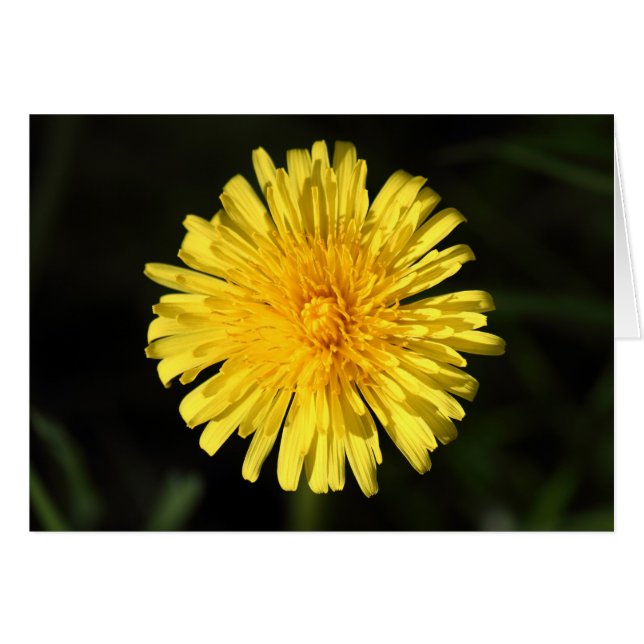 Dandelion (Devant horizontal)