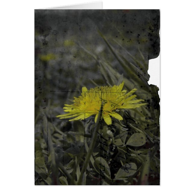 Dandelion (Voorkant)