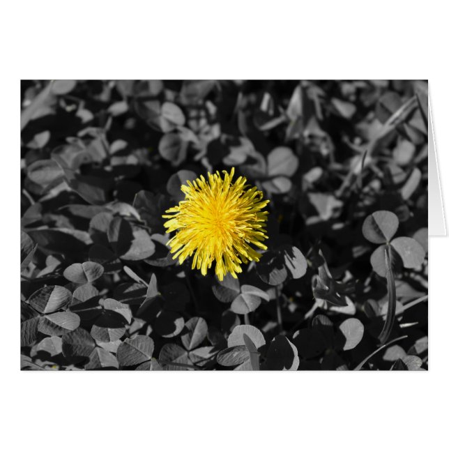 Dandelion (Devant horizontal)