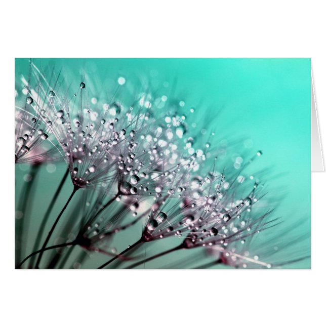 Dandelion (Voorkant Horizontaal)